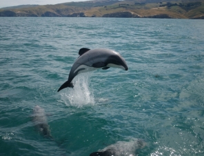 Hectors Dolphin in Akaroa Harbour